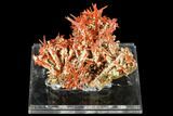Bright Orange Crocoite Crystal Cluster - Tasmania #148536-1